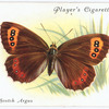 Scotch argus.