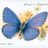 Adonis blue.