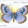 Large blue.