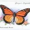Black-veined brown.