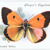 Clouded yellow.