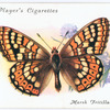 Marsh fritillary.