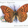Silver-washed fritillary.