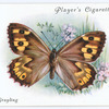 Grayling.