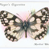 Marbled white.