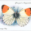 Orange tip.