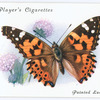 Painted lady.