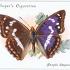 Purple emperor.
