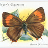 Brown hairstreak.