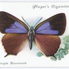 Purple hairstreak.