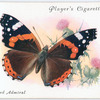 Red admiral.