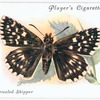 Grizzled skipper.