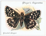 Grizzled skipper.