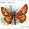 Large skipper.