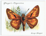 Large skipper.