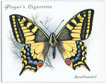 Swallow-tail.
