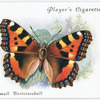 Small tortoiseshell.
