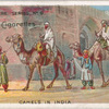 Camels in India.