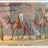 Camels in India.