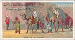 Camels in India.