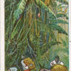 Cutting bananas in Jamaica.