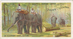 An elephant team, Ceylon.