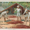 Drying cocoa in Trinidad.