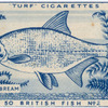 Silver bream.