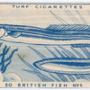 Eel.