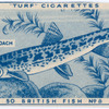 Stone loach.