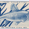 Tench.