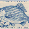 Crucian carp.