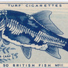 Mirror carp.