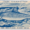 Barbel.