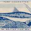 Gudgeon.