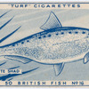 Twaite shad.