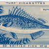 Ruffe.