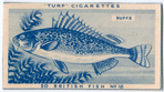 Ruffe.