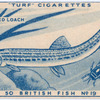 Spined loach.