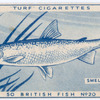 Smelt.