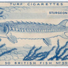 Sturgeon.