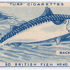 Mackeral.