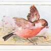 The stone chat.