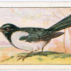 The magpie.