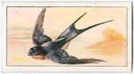The swallow.