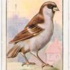 The house swallow.