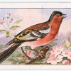 The chaffinch.