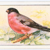 The bullfinch.