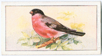 The bullfinch.