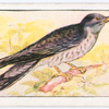 The cuckoo.